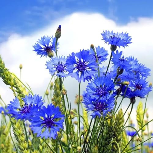 Semi di fiordaliso Centaurea cyanus resistenti semi di campo da giardino 400pcs
