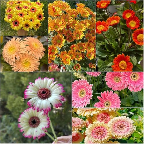 gerbera mehrjährig - balkon deko kräutersamen garten winterharte kübelpflanzen balkonpflanzen winterhart winterfeste für balkon 550samen
