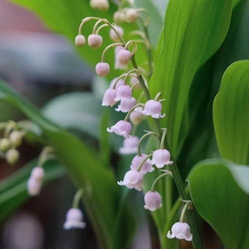 4bulbos, lirio de los valles, tempranas, balcón de lirio de los valles, primavera