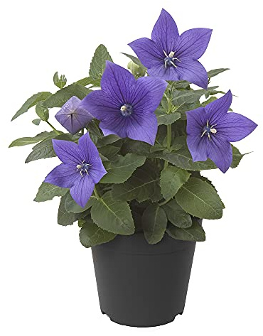 Platycodon Flor Azul Campanilla China Planta Natural Maceta 12cm