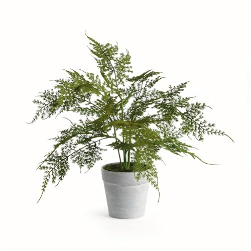 NAPA Home & Garden, PLUMOSA Fern Drop-in 13