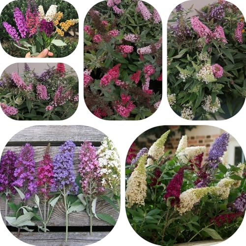 schmetterlingsflieder winterhart - sommerflieder deko stauden mehrjährig garten 250samen