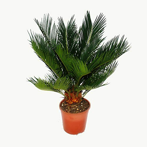 Cycas revoluta Japanischer Palmfarn mit Knolle 12cm Topf