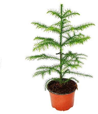 Araucaria heterophylla 12cm, sapin argenté