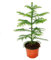 Araucaria heterophylla 12cm, sapin argenté