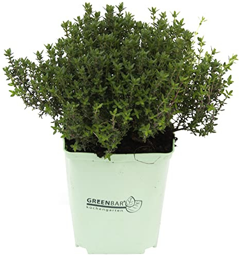 Tomillo Natural Planta de Cultivo Exterior con Hojas Aromáticas