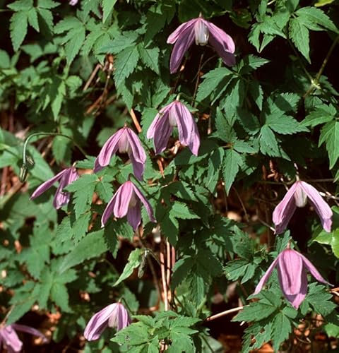 Waldrebe Propertius 40-60cm - Clematis koreana - lebende Gartenpflanze aus den Baumschulen