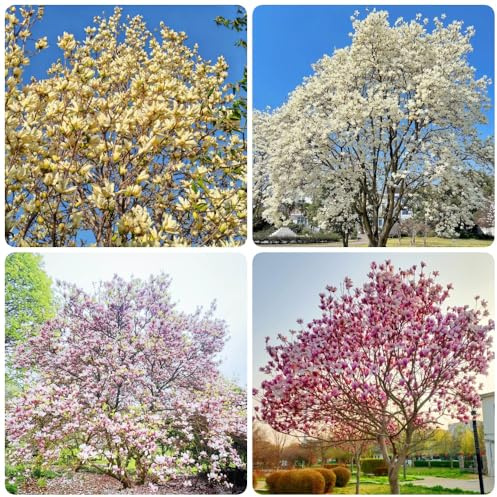 Semillas de magnolia, de exterior resistentes semillas orgánicas raras verano comprar regalos para 25pcs