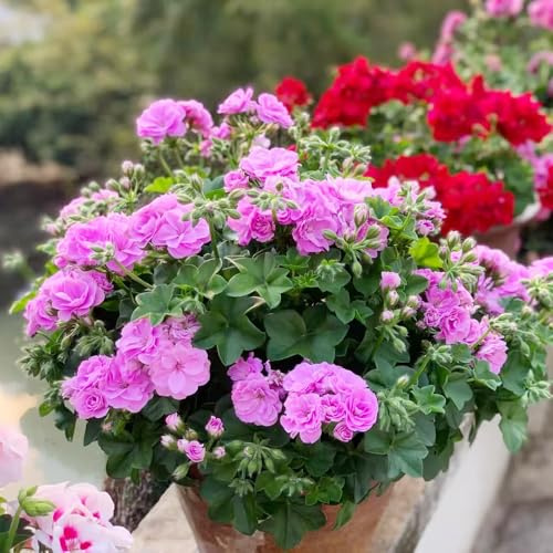 semillas de geranio pelargonium Decoraciones otoñales un jardín resistente geranios silvestres, macizo de exóticas interior raras del balcón primavera, 450semillas
