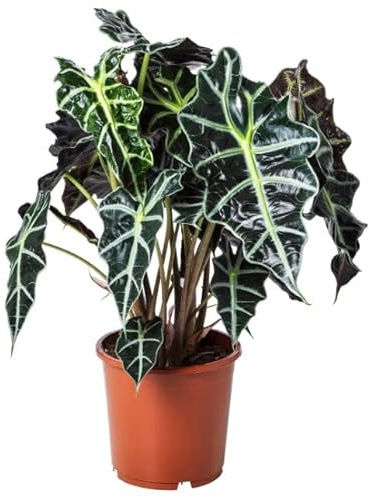 Alocasia Natural Planta Exótica que Transformará tu Hogar en un Paraíso Tropical