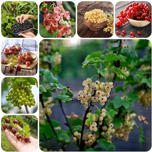 Grosella en maceta con resistentes uso en exteriores, grosellas Setos,s, decoración de sala de estar jardín resistentes macetas Cultivo verdes, 400semillas