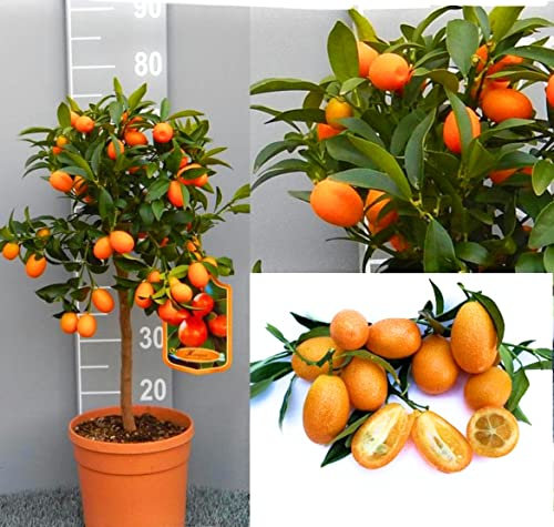 Kumquat agrume mandarino cinese vaso 24 3 anni pianta con frutti maturi