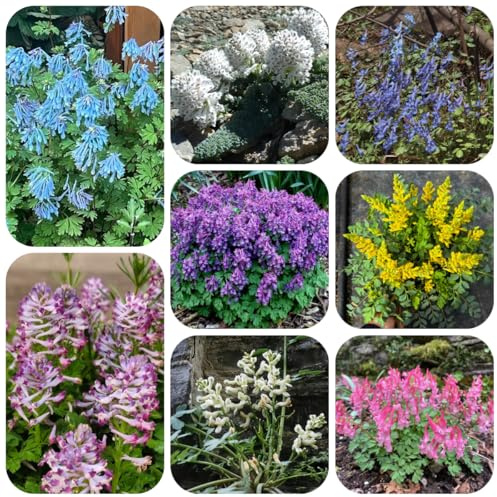 semillas de espuela de caballero de otoño resistentes, silvestres espuela de caballero para el jardín cubierta 40pcs