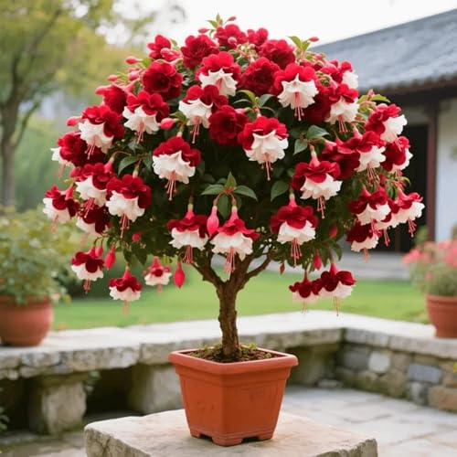 Bulbi di rosa del deserto Paffuti e Ideali per Balconi, Terrazzi e Giardini-1 bulbi-D