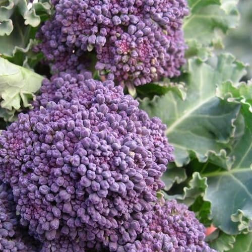 Early Purple Sprouting Broccoli Seeds - 300 Broccoli Seeds - Plant and Grow Your Own Vegetables for Gardens, Pots & Allotments – Suitable for Indoor & Outdoor Planting – Packed in The UK by Meldon See
