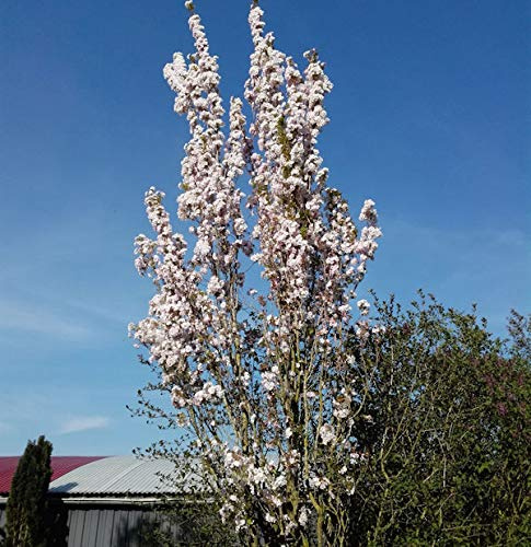 Japanische Säulenkirsche 100-125cm - Prunus serrulata - lebende Gartenpflanze aus den Baumschulen