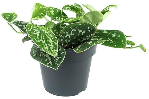 Potho Scindapsus Planta Natural de Belleza Colgante