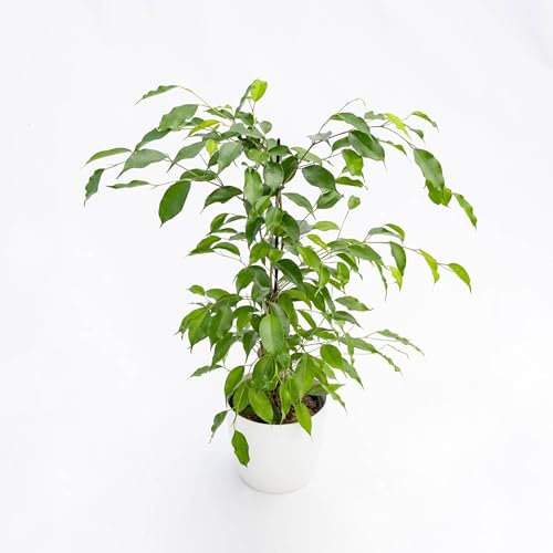 Pianta vera di Ficus benjamina Danita - Diametro Vaso Ø 22 cm