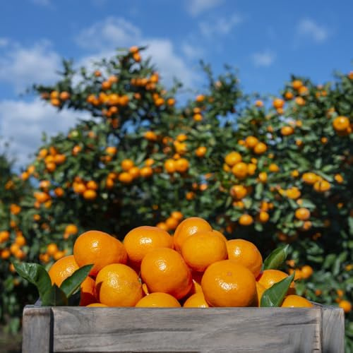 semi di arancio resistenti al giardino, colonnari semi di balcone arancio 350pcs
