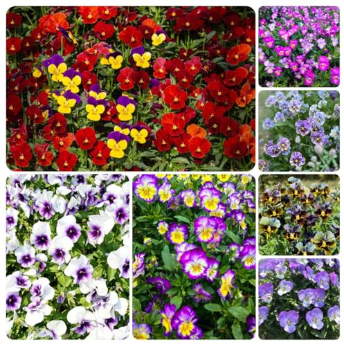 viola del pensiero comprare semi, decorazione esterno primaverili 50pcs