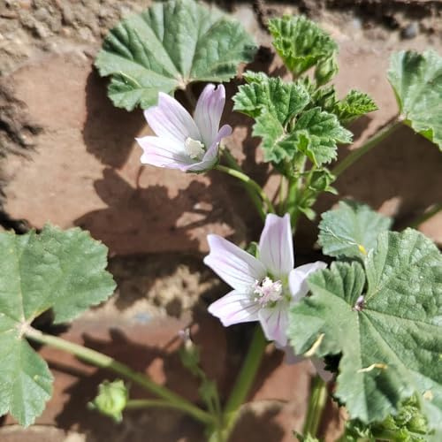 semi di malva, resistente decorative giardino esterno 350pcs