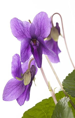 Viola odorata 'Königin Charlotte' 9x9 cm Topf – Winterhart, Mehrjährig, Pflegeleicht – Duftveilchen – Bodendecker für Garten & Schattenbeet