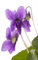 Viola odorata 'Königin Charlotte' ca. 9x9 cm Topf - Duftveilchen, violette Blüten, Blütezeit März-April, ideal für schattige Beete, bienenfreundlich, pflegeleicht