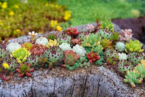 Sempervivum, Hauswurz, Dachwurz Mischung- bodendecker, steingarten, frosthart