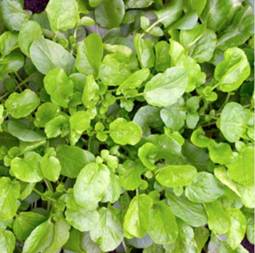 Cress - American Land Cress Seeds