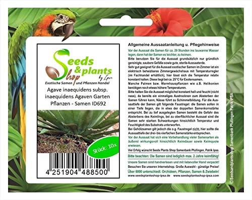Stk - 10x Agave inaequidens subsp. inaequidens Agaven Garten Pflanzen - Samen ID692 - Seeds & Plants Shop by Ipsa