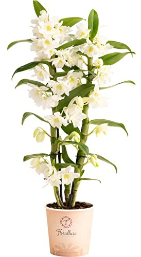 Orquídea Natural Planta de Interior Dendrobium Nobile Blanco