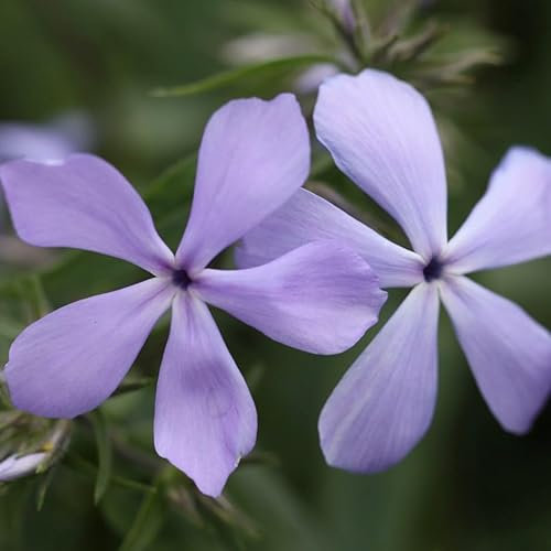 Plant Theory Clouds of Perfume Border Phlox Perennials Flowering Plants Phlox 2L Pot