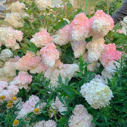 ortensia a pannocchia da balcone recisi Ortensia paniculata primaverili, resistenti in vaso mini giardino arbusti a crescita d'appartamento rare 65semi