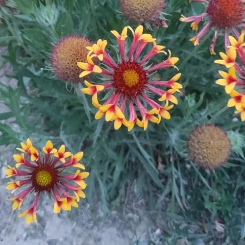 Kokardenblume, steingartenpflanzen winterhart balkonpflanzen wildblumensamen schmetterlingswiese blumenwiese blumensamen geschenke für gärtner seltene stauden winterhart 150Samen