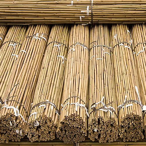 2ft,3ft,4ft,5ft,6ft,7ft,8ft Extra Thick Bamboo Canes Natural Stake, Pole,Garden Plant,Flower Support Sticks Outdoor/Indoor,Balconies, Patios,Heavy Duty Plants Support (10, 2FT-60cm, 12-14mm)
