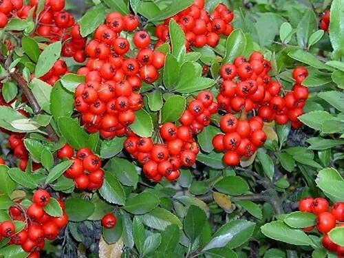 25 FIRETHORN SCARLET Pyracantha Coccinea Bush Arbuste Graines de fleurs * Plat S/H