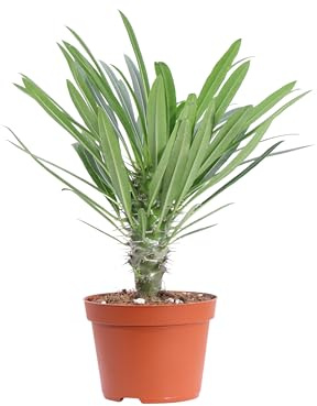 Pianta vera di Pachypodium Lamerei diverse grandezze pianta grassa ornamentale pianta da esterno e interno venduta da eGarden.store (Vaso 10 cm)