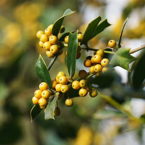 Semi di agrifoglio resistenti, cespugli, Ilex chinensis, resistenti per il giardino, decorazione 10pcs