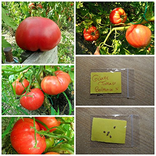 Gigante di pomodoro '' ~ 5 Semi Top Quality 'Belmonte' - EXTRA RARE - dolce - Arrampicata