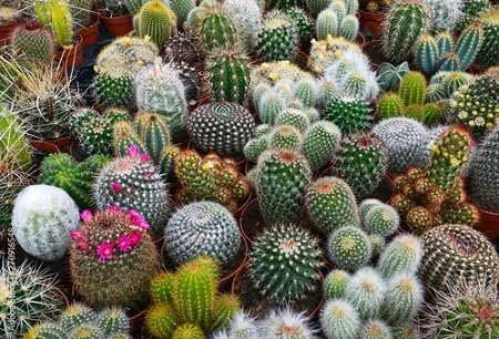 Graines de fleurs de cactus 20pcs mélangées