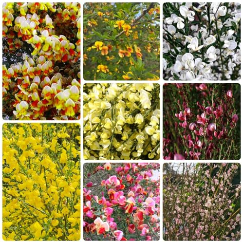 semillas de retama ornamentales raros, resistentes al invierno. de balcón exótico semillas lugares soleados variedades antiguas del jardín 600pcs