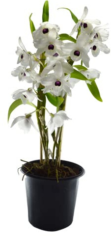 Orquídea Dendrobium Nobile Blanco Flor Natural de Interior de Fácil Cuidado