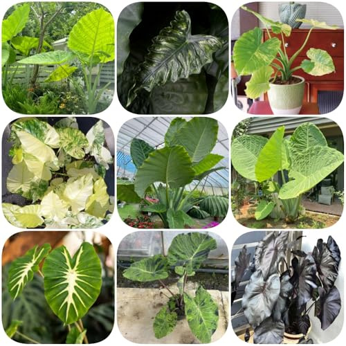Semi di orecchie di elefante, prodotti sostenibili Colocasia gigantea, perenni verdi da esterno resistenti d'appartamento vecchie varietà serre 35pcs