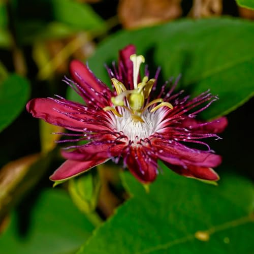 passionsblume - passiflora winterharte garten schnittblumen, hängepflanze hochbeet, hängepflanzen winterharte deko balkon 100samen