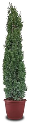 Tropictrees Italienische Zypresse Winterhart, Cupressus Sempervirens Totem 140 cm Höhe, Schlanke Immergrüne Koniferen-Zypressen, Strauch Bäume für Garten und Einfahrt