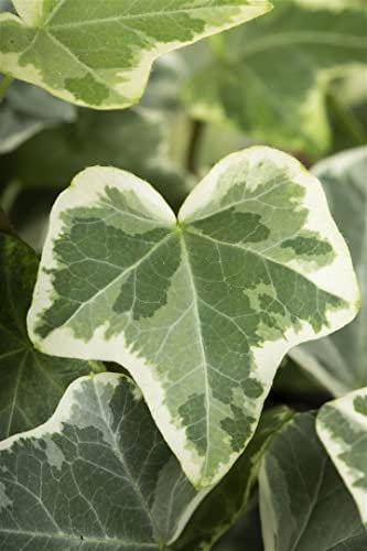 Hedera helix 'Eva' 60–100 cm – Immergrün, Winterhart, Pflegeleicht – Efeu – Kletterpflanze für Zaun & Rankhilfe