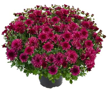 Bedwen Chrysanthemum 'Bransound Magenta' 9cm Plant x2 – Vibrant Purple Garden Mum for Late Summer, Patio Colour & Long‑Lasting Blooms