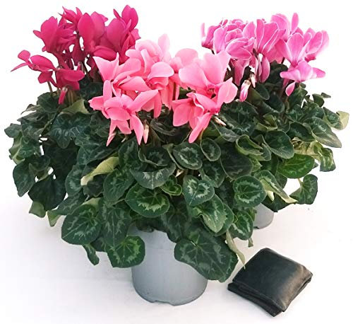 POWERS TO FLOWERS - CICLAMINO XXL GRANDIFLORA ROSA, VIOLA e ROSA BICOLORE, 3 PIANTE, vaso 17cm, piante vere