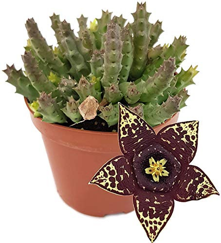 Fangblatt - Stapelia variegata - groß blühende Aasblume - außergewöhnliche Sukkulente - pflegeleichte Zimmerpflanze