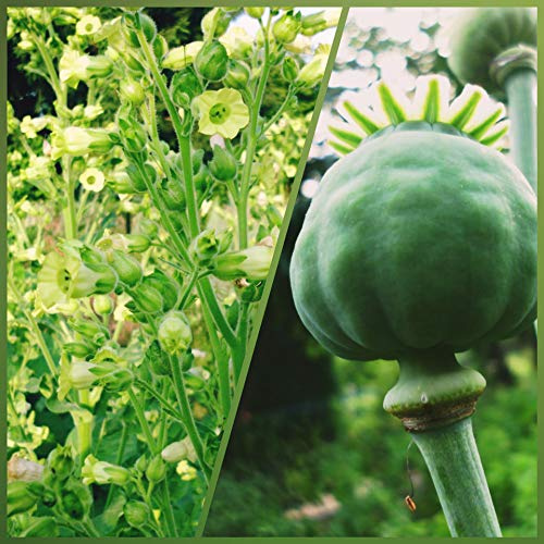 3 Sorten Tabaksamen 3x1000 + Schlafmohn 1000 Samen Tobacco & Poppy Seeds Ganz Frisch Ernte 2025